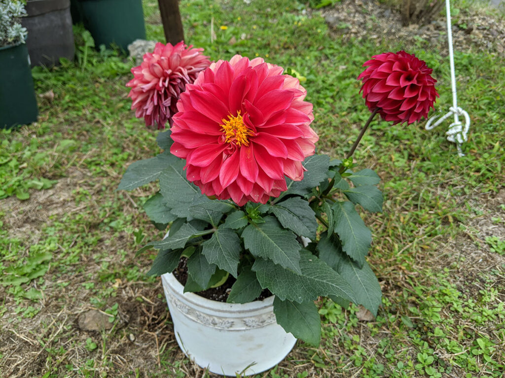 大輪ダリアを植えてみた