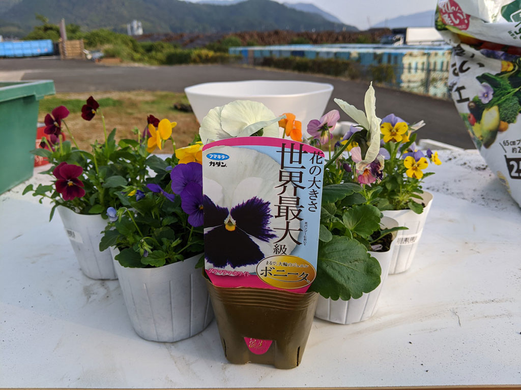 ビオラ