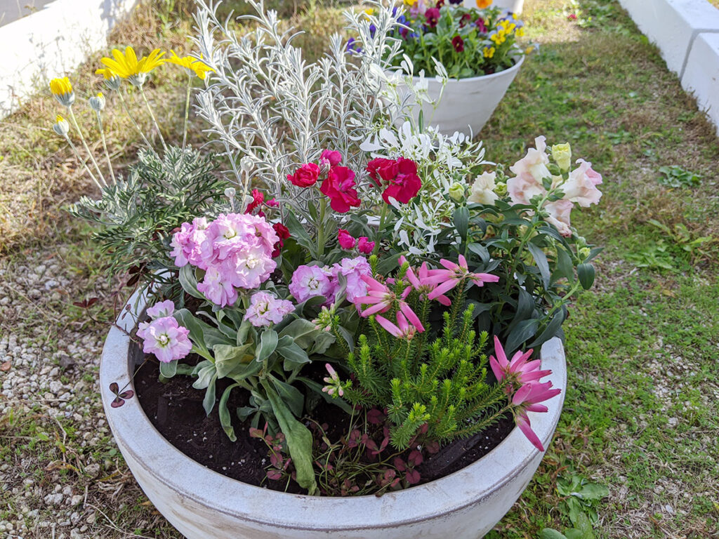 秋の寄植え
