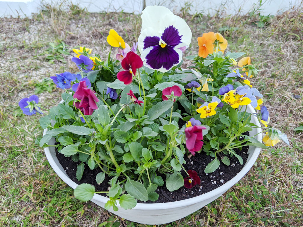 ビオラの寄植え