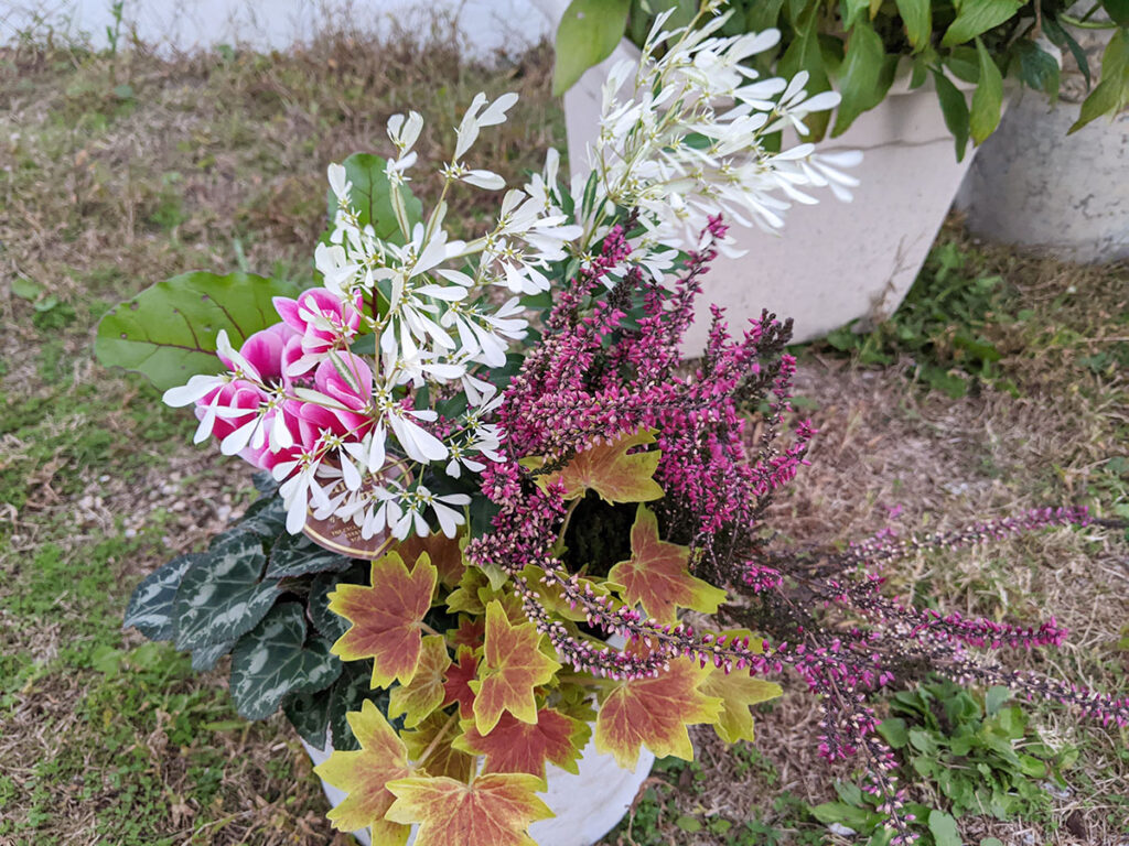 秋の寄植え