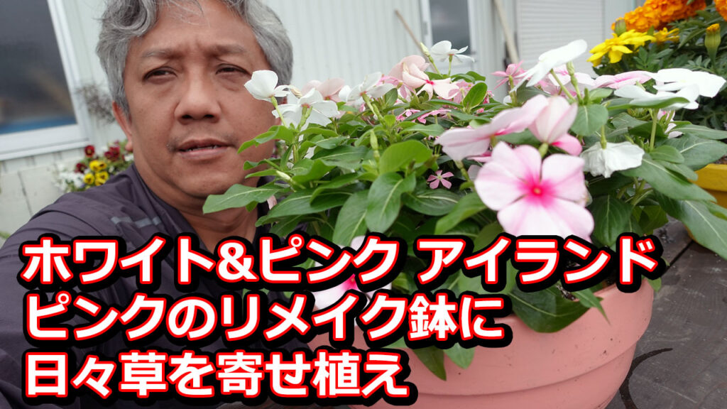 日々草の寄植え