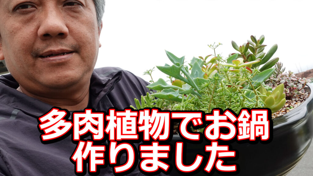 多肉鍋