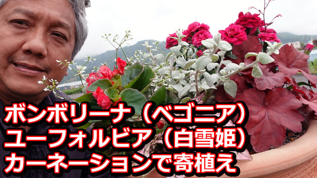 ボンボリーナ・ユーフォルビア・カーネーション