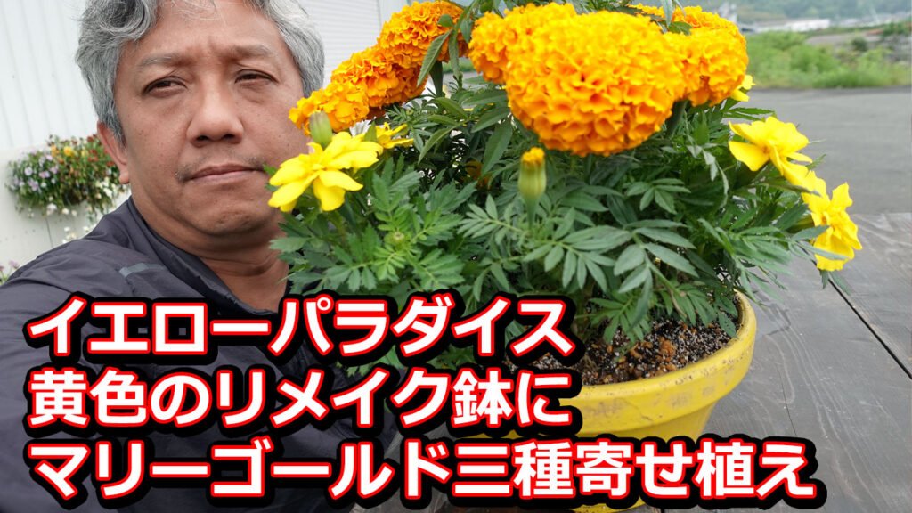 イエローパラダイス