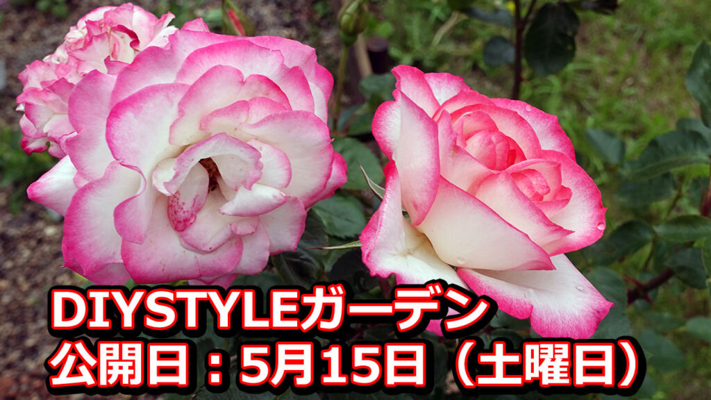 DIYSTYLEガーデン5月15日