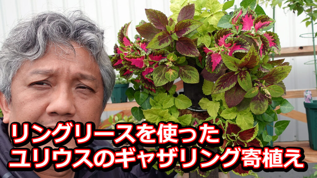 リングリースを使ったユリウスのギャザリング寄植え